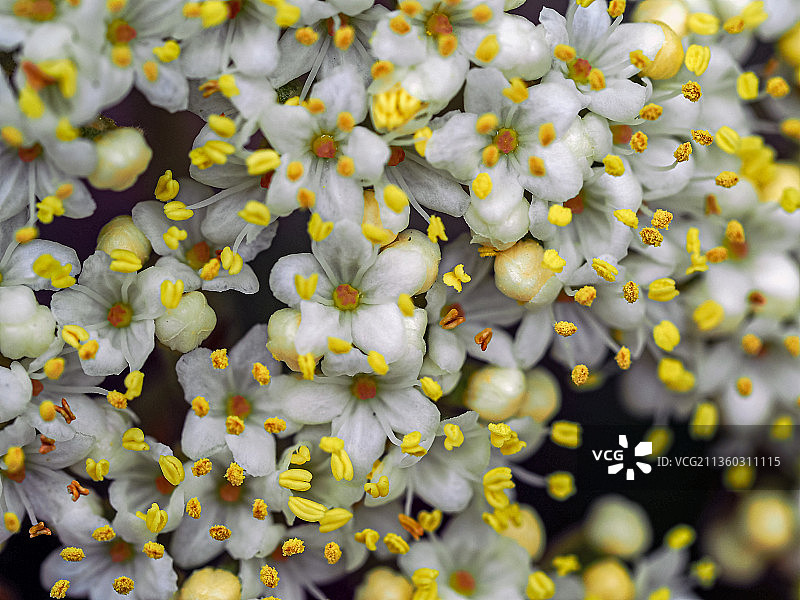 约克郡白色花卉特写，英国图片素材