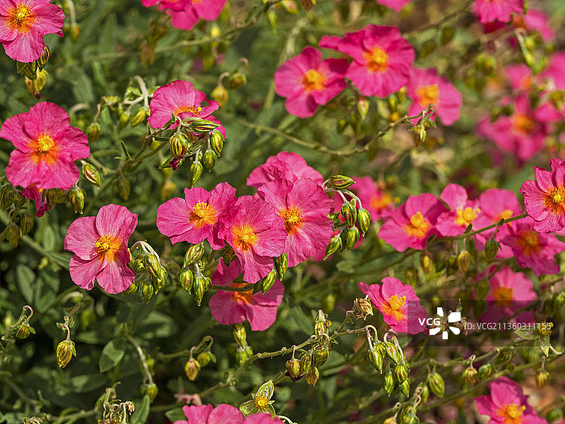 粉色植物特写，约克郡，英国图片素材