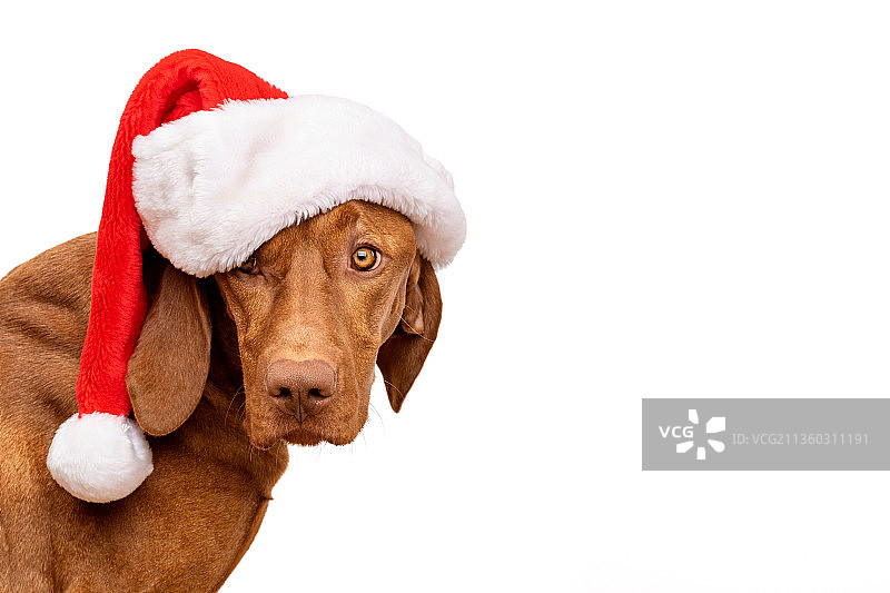维兹拉犬戴圣诞帽特写，背景为白色，斯洛伐克图片素材