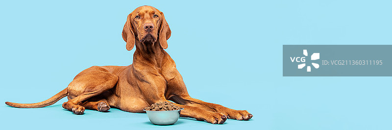 维兹拉犬在斯洛伐克蓝色背景前的肖像图片素材