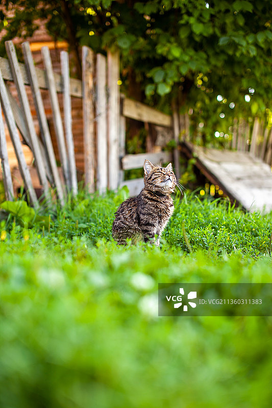 坐在绿草地上观看的小条纹小猫图片素材