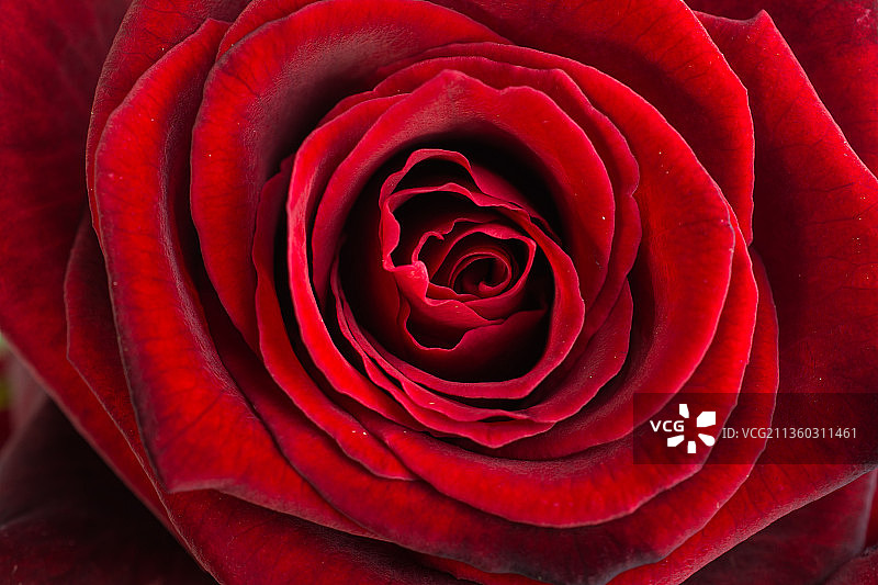 红色玫瑰特写，乌克兰基辅州图片素材