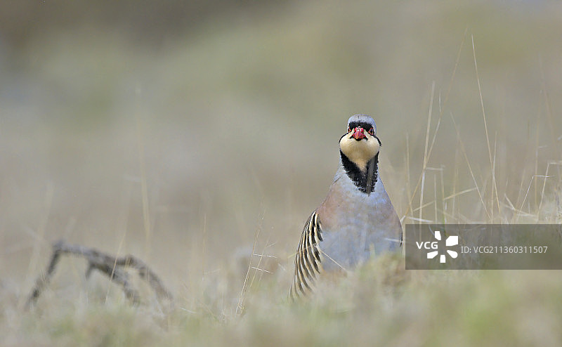 特写：希腊田野里栖息的鹧鸪图片素材