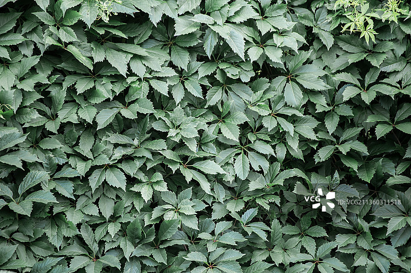 墙边生长的绿色叶子背景图片素材