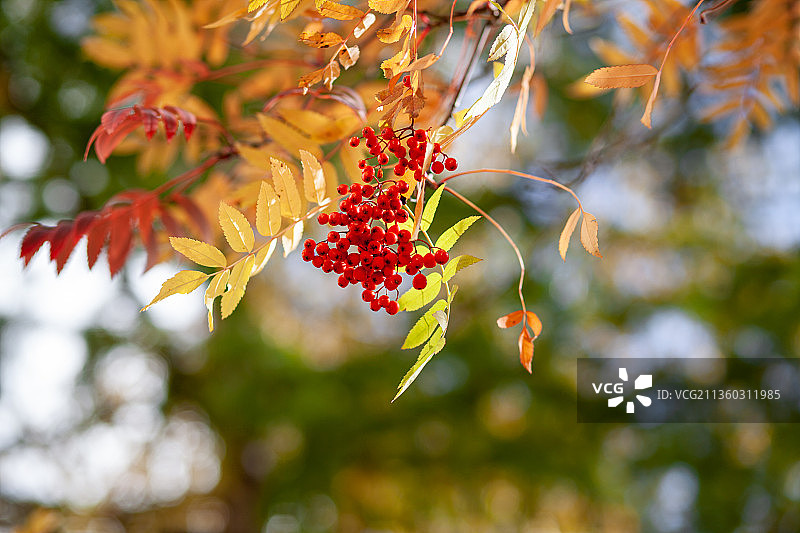 树上长红浆果的特写镜头图片素材