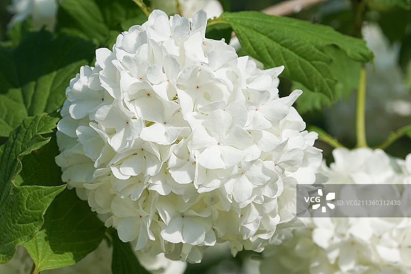 荚蒾，白色绣球花特写，德国奥登塔尔图片素材