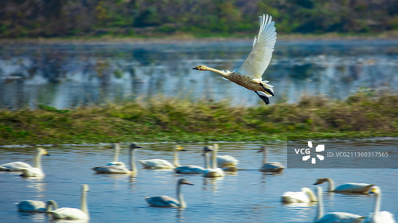 天鹅 候鸟 南洞庭 洞庭湖 野生动物图片素材