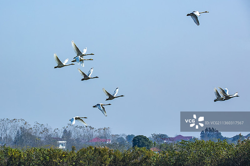 天鹅 候鸟 南洞庭 洞庭湖 野生动物图片素材