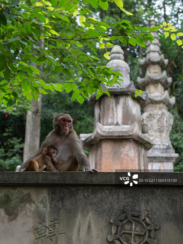 贵阳黔灵山公园佛塔前的母猴和小猴图片素材