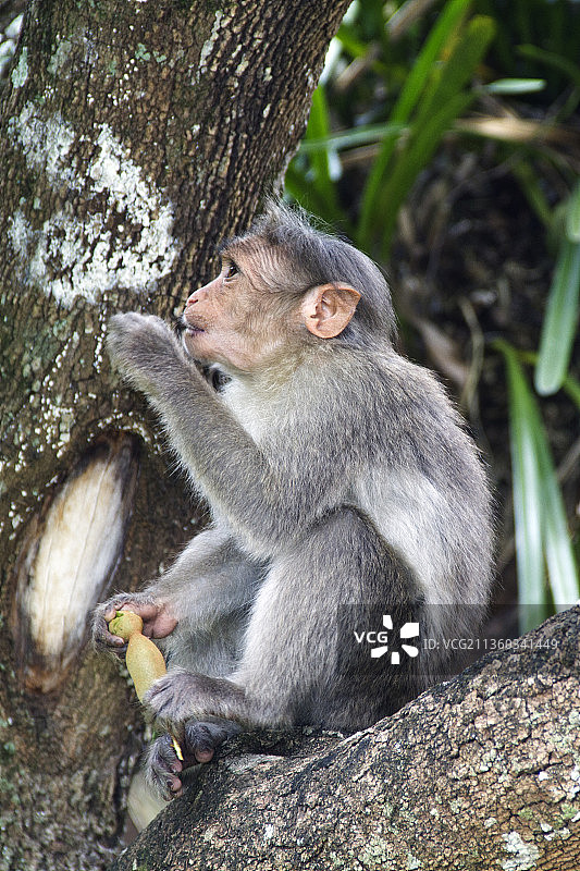 戴帽猕猴进食图片素材