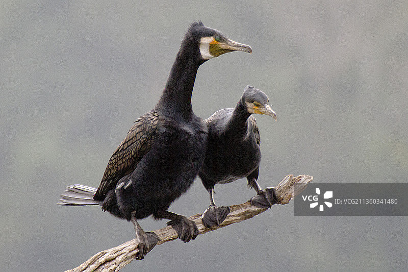一对大鸬鹚图片素材