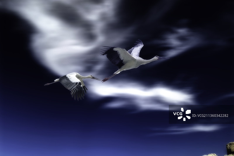 比翼双飞的东方白鹳图片素材