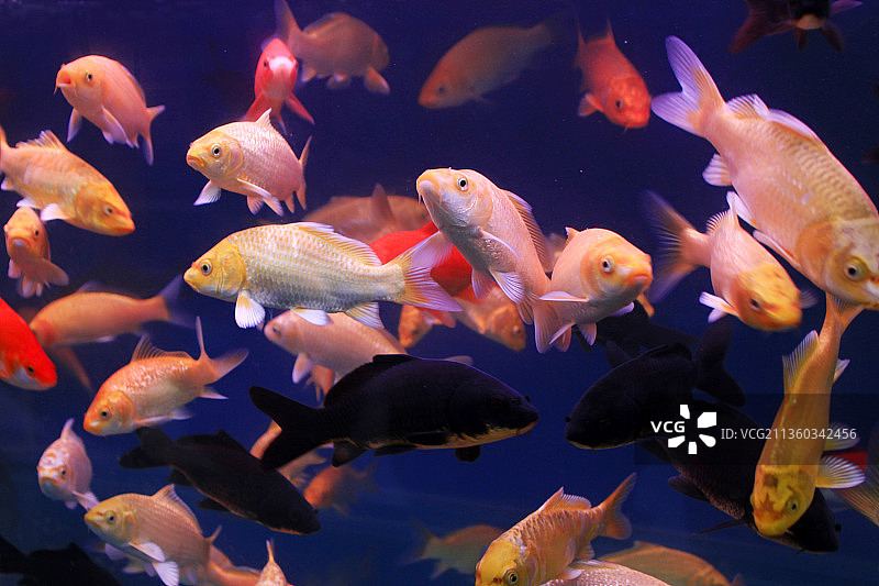 热带鱼图片素材