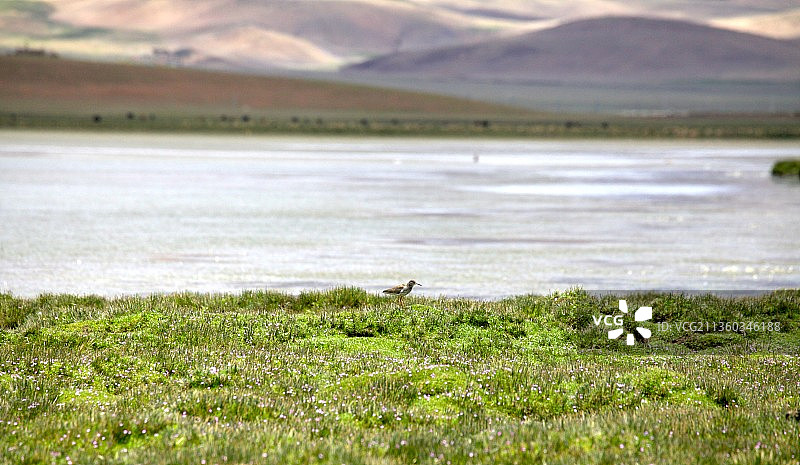 高原湖边的鸟儿图片素材