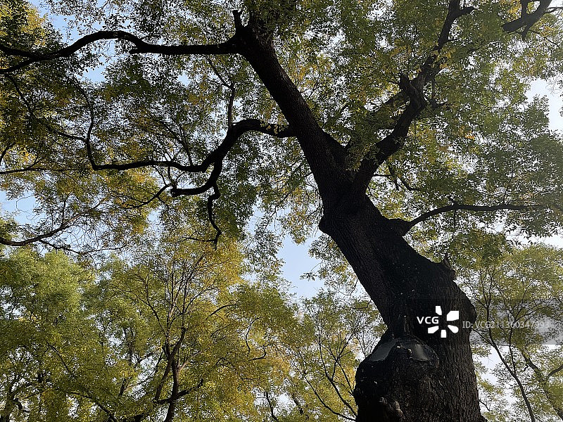 故宫的一棵槐树图片素材