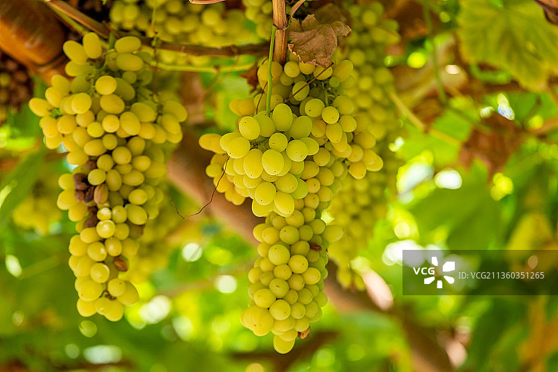 吐鲁番葡萄架上成熟的葡萄无核白图片素材