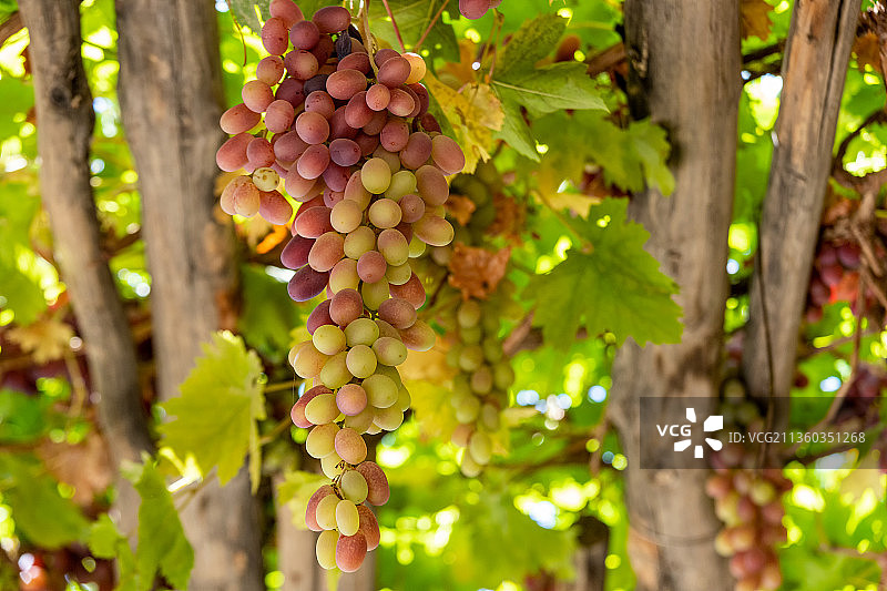 吐鲁番葡萄架上成熟的葡萄无核白图片素材