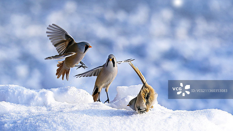 雪地上的文须雀图片素材