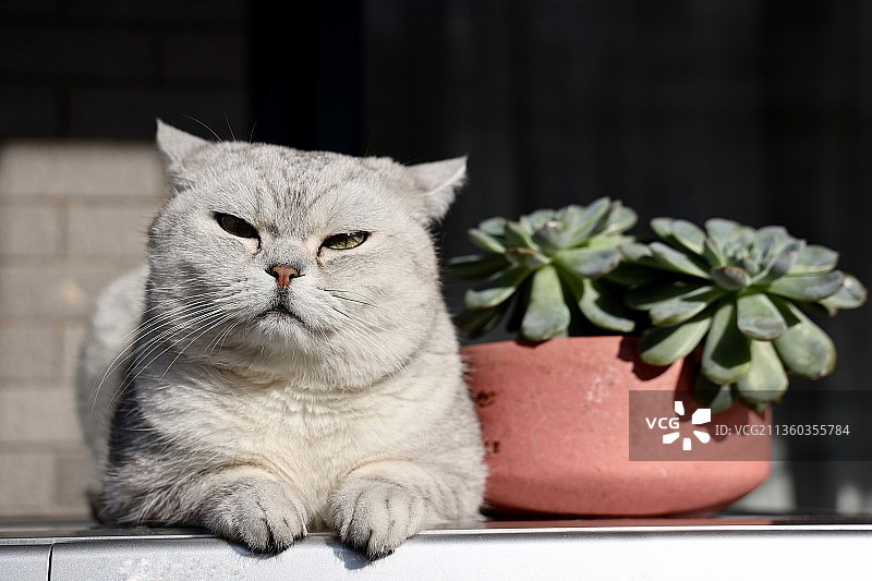 想睡觉的宠物猫图片素材