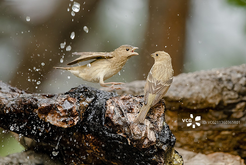 普通朱雀争斗图片素材
