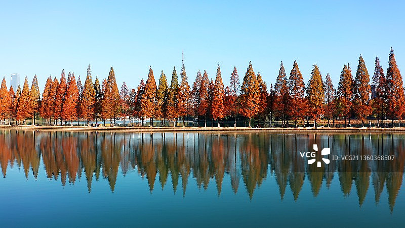 秋天的红衫倒影图片素材