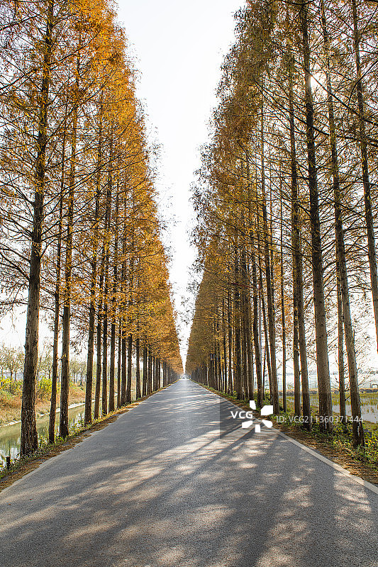 湖北潜江公路风光图片素材