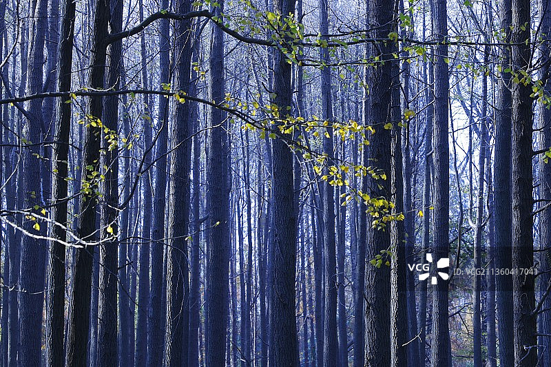 杉树林图片素材