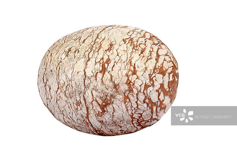 椭圆形的化石图片素材