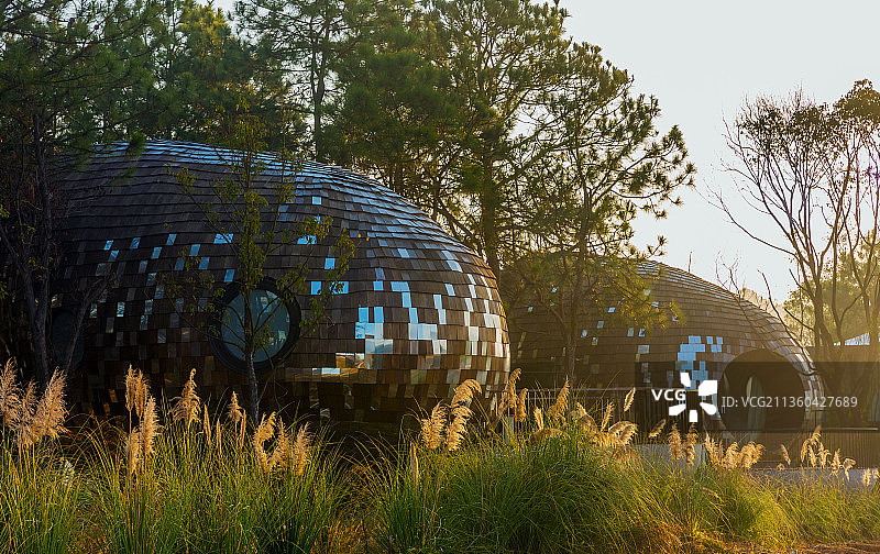 新余仙女湖树蛙部落图片素材