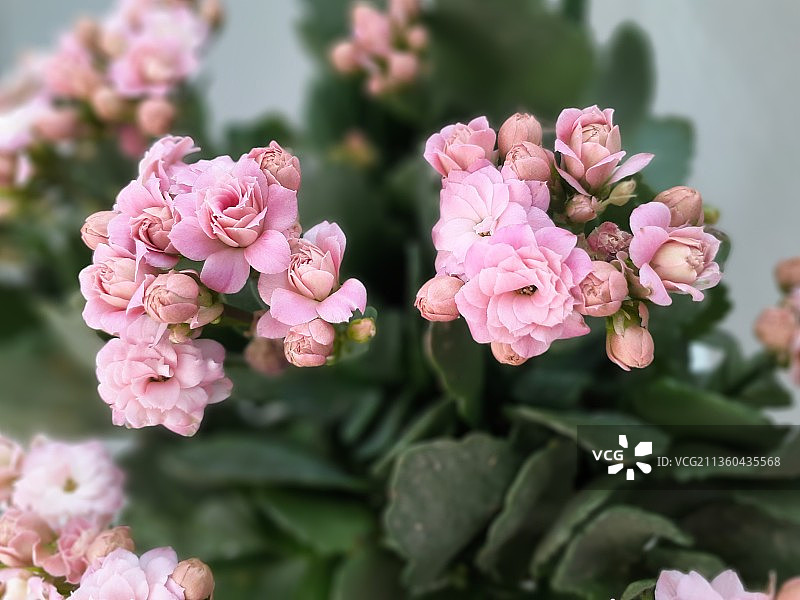 长寿花图片素材