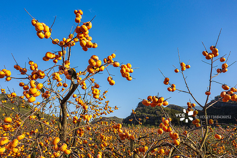 桂林恭城柿子林图片素材