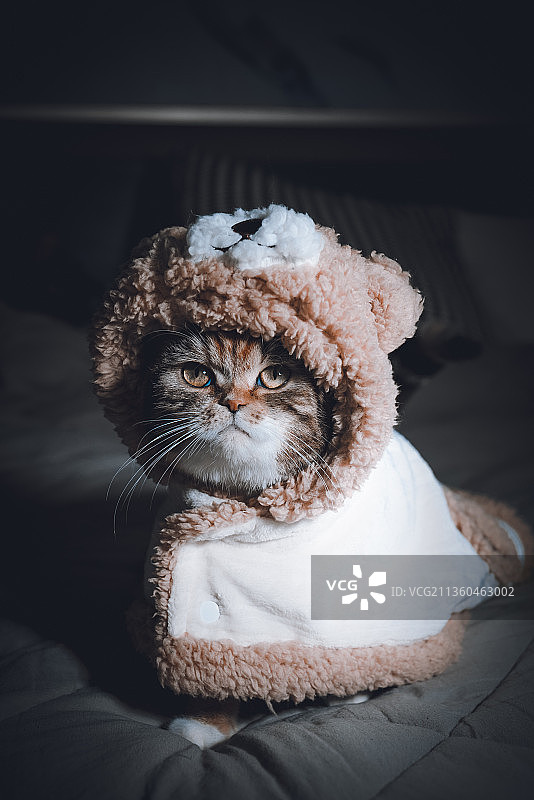 一只三花猫图片素材