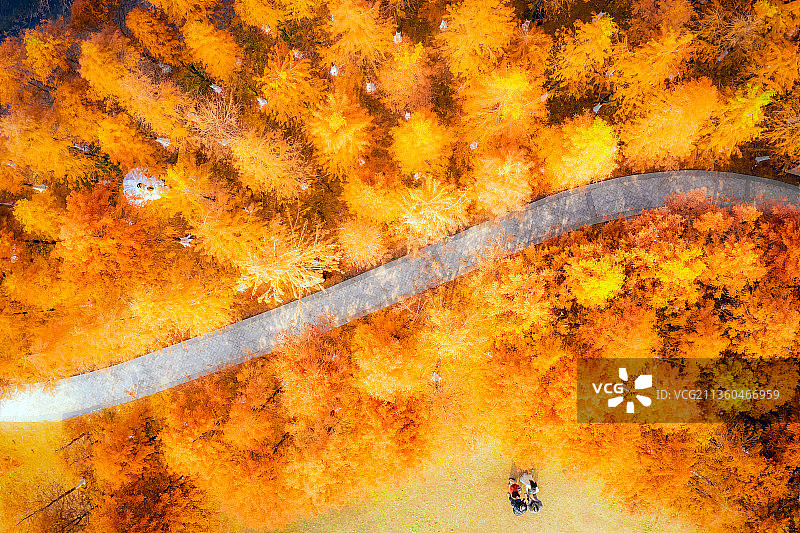 松雅湖网红水杉营地图片素材