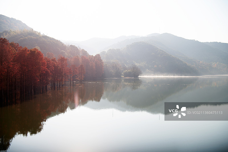 池杉林（上虞石井水库）图片素材
