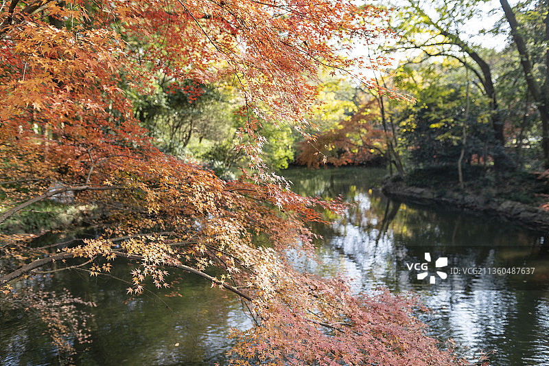 杭州花港观鱼红枫图片素材