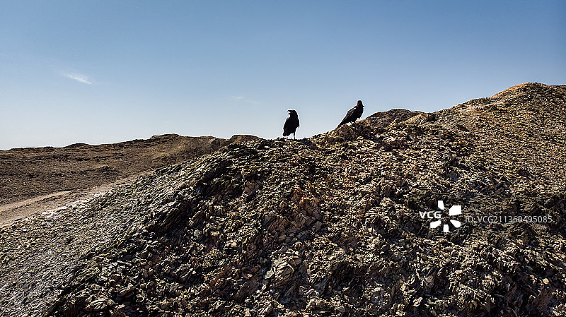 中国 新疆 库尔勒 乌鸦图片素材