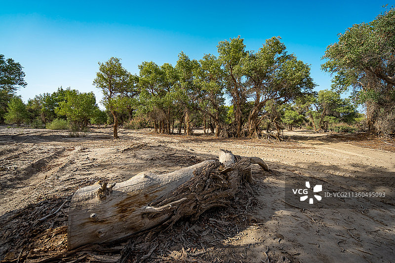 中国 新疆 塔里木胡杨林公园图片素材