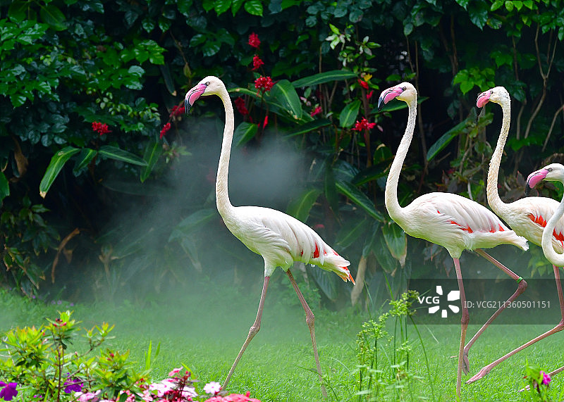 高颜值的火烈鸟群图片素材