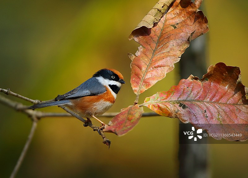 暖阳——红头长尾山雀图片素材