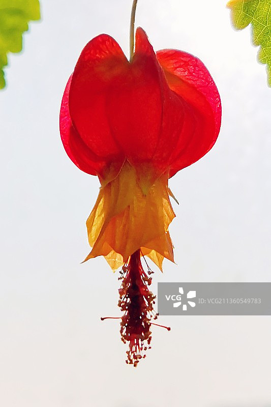 蔓性风铃花～红灯笼图片素材