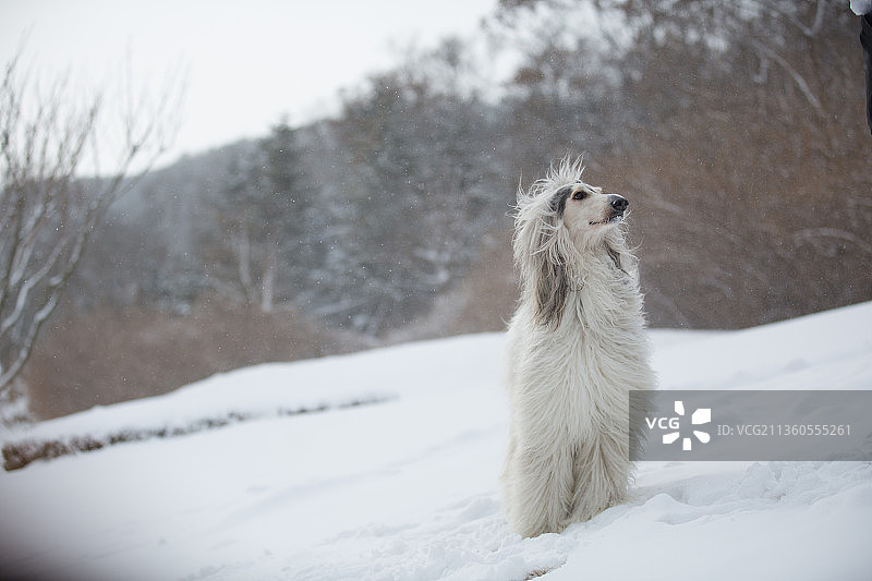 宠物阿富汗素材设计排版图片图片素材