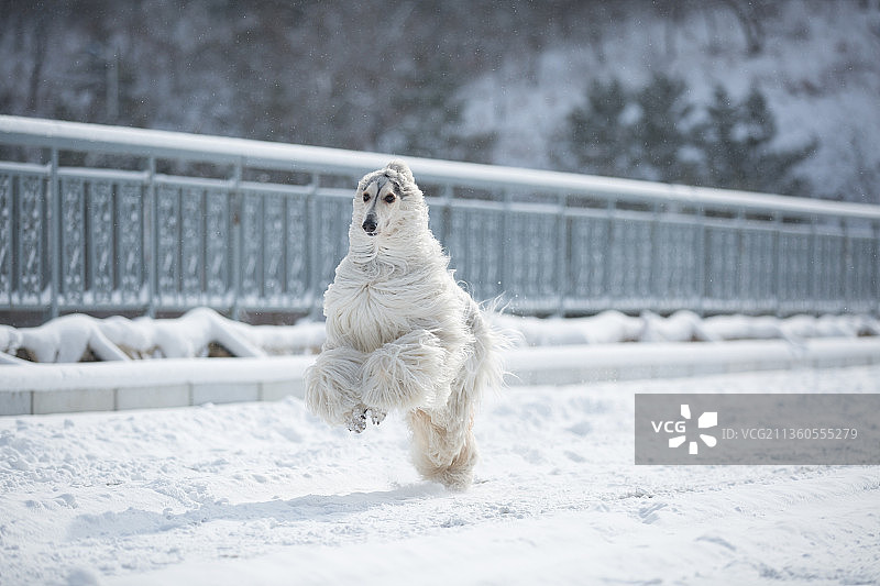 宠物阿富汗素材设计排版图片图片素材
