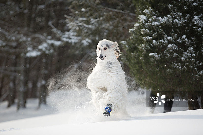 宠物阿富汗素材设计排版图片图片素材