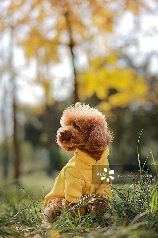 秋日小泰迪图片素材