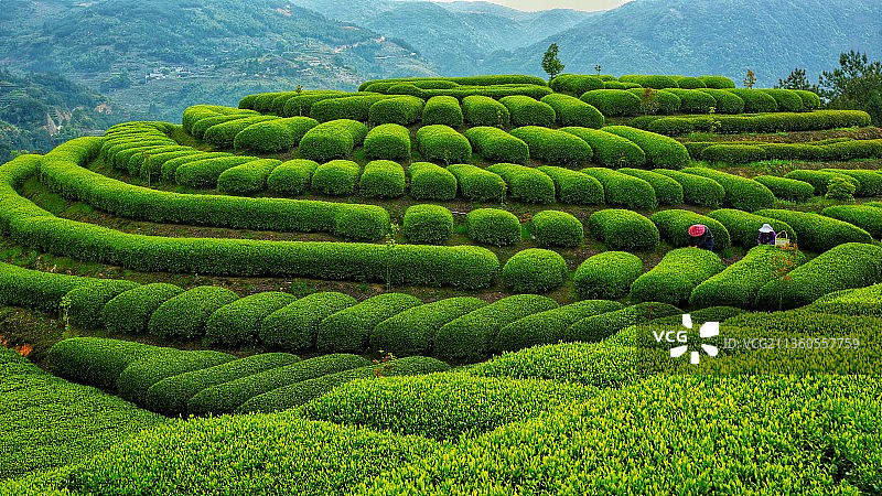 茶园茶山茶叶高山茶叶心形图片素材