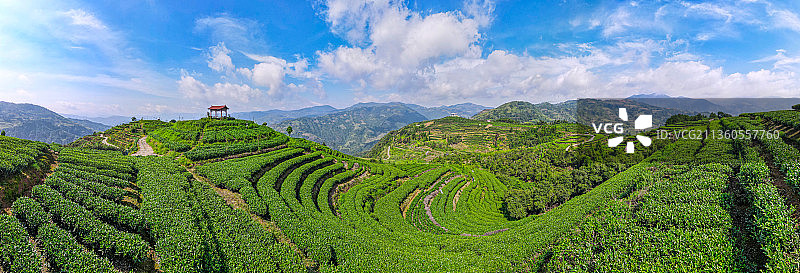 茶园茶山茶叶高山茶叶心形图片素材