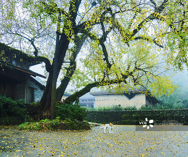 美丽乡村古树古桥古村落晨曦图片素材