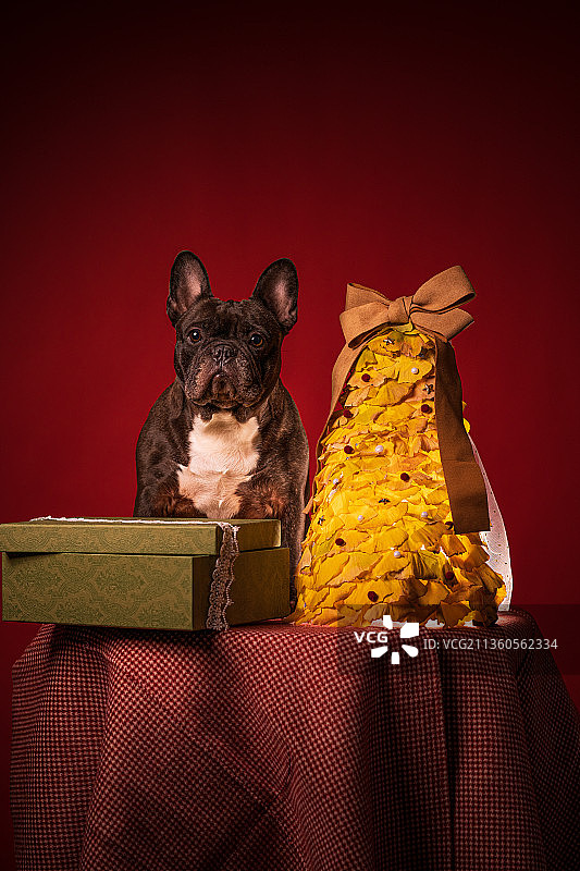 法国斗牛犬圣诞节，动物主题，法斗，圣诞树，银杏图片素材
