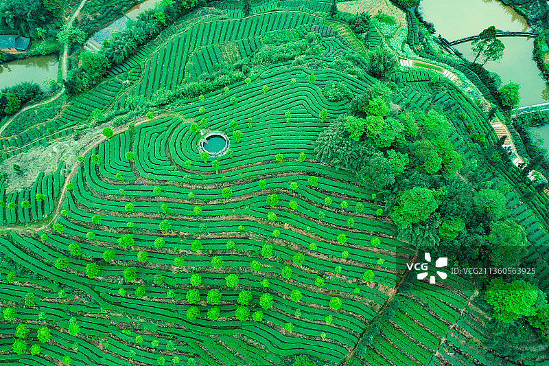 航拍茶山风光图片素材