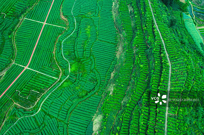 航拍茶山风光图片素材